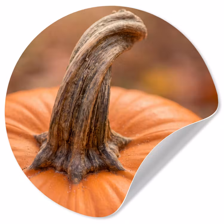 Behangcirkel - Pompoen - Natuur - Detail — 1