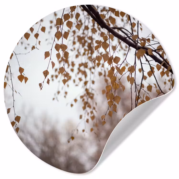 Behangcirkel - Herfstblad - Natuur - Geel — 1