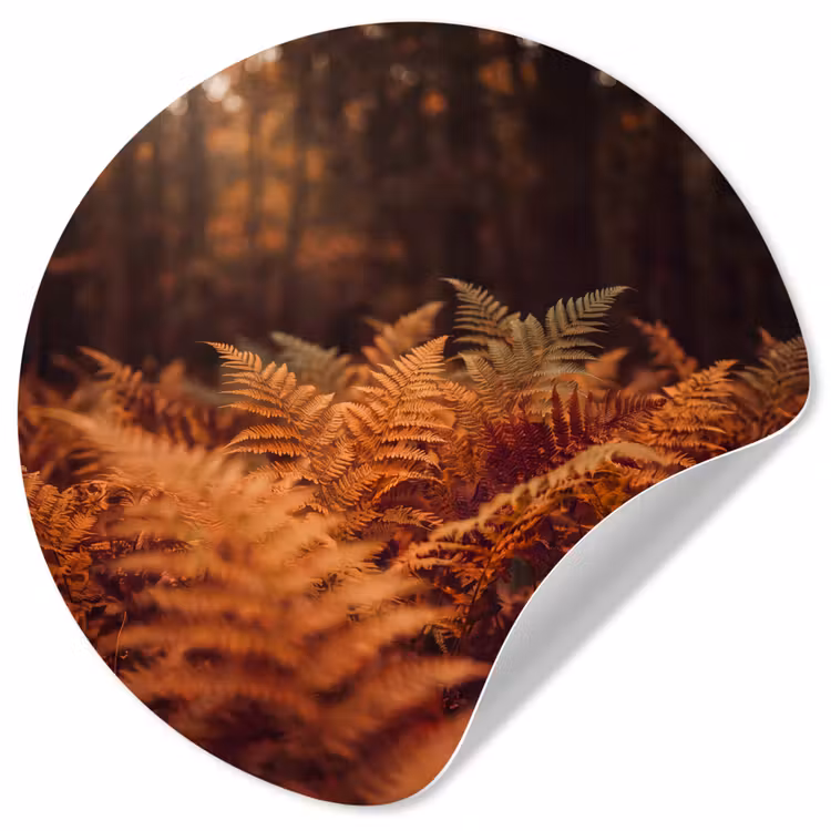 Behangcirkel - Planten - Herfst - Bos — 1