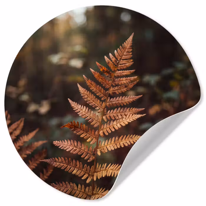 Behangcirkel - Varen - Herfst - Natuur