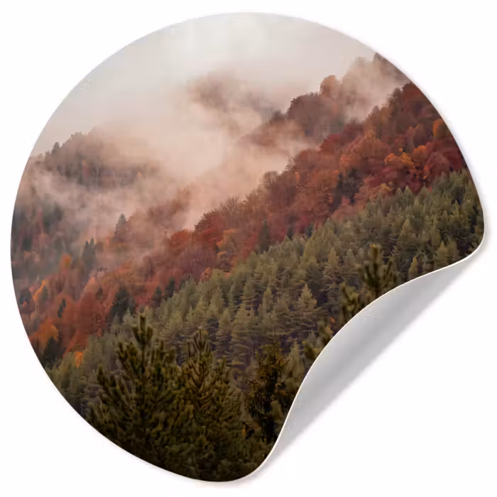 Behangcirkel - Bos - Mist - Natuur